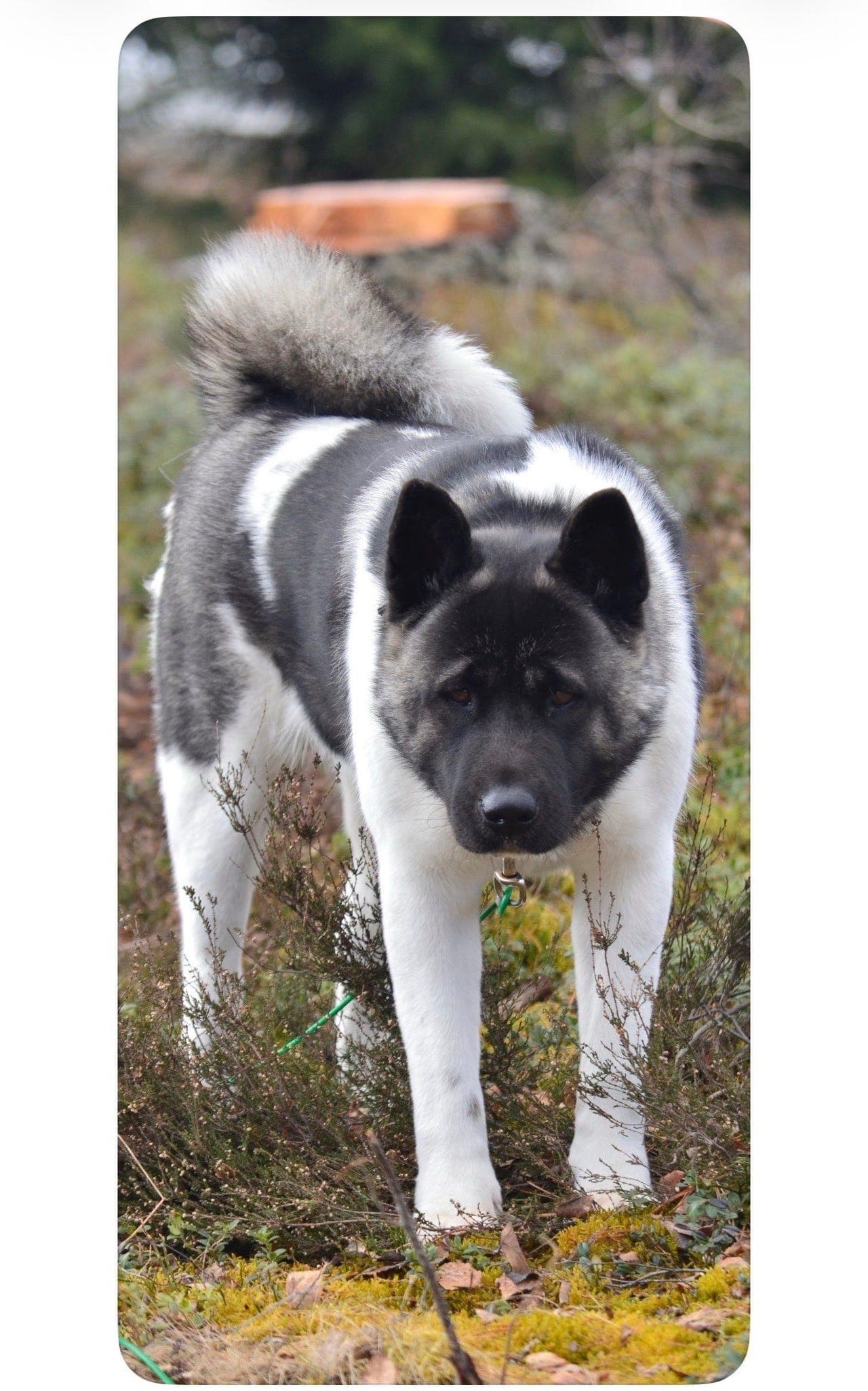 Amerikansk Akita