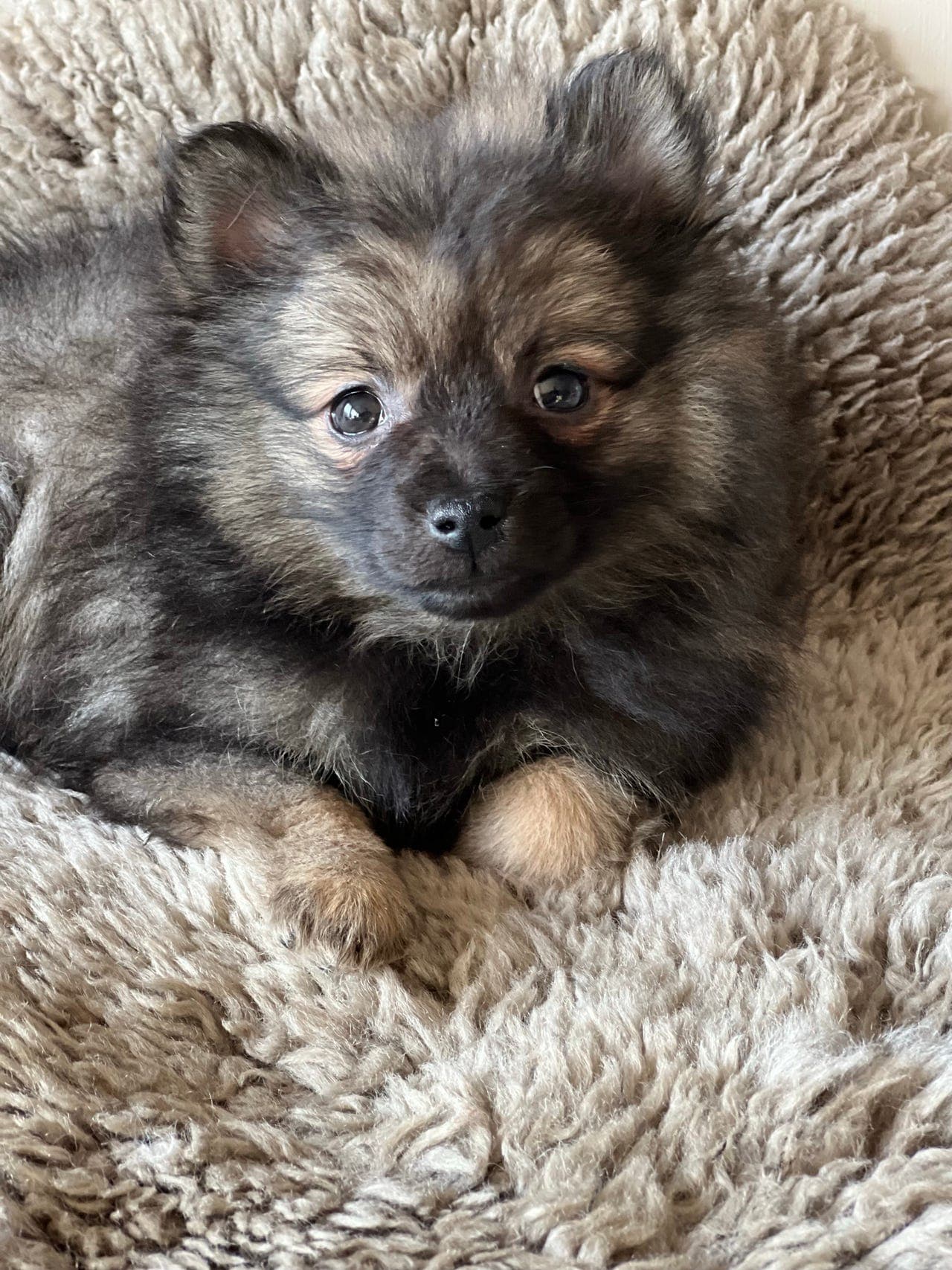 Kleinspitztispe søker deleier .