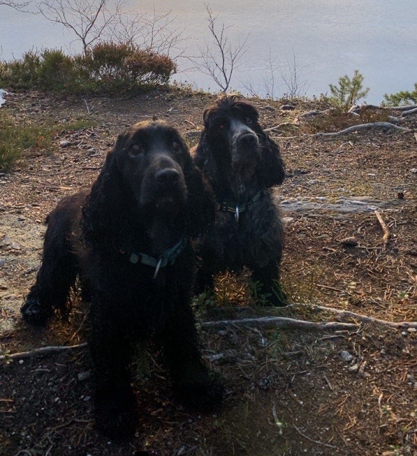 Nydelig engelsk cocker spaniel tispe