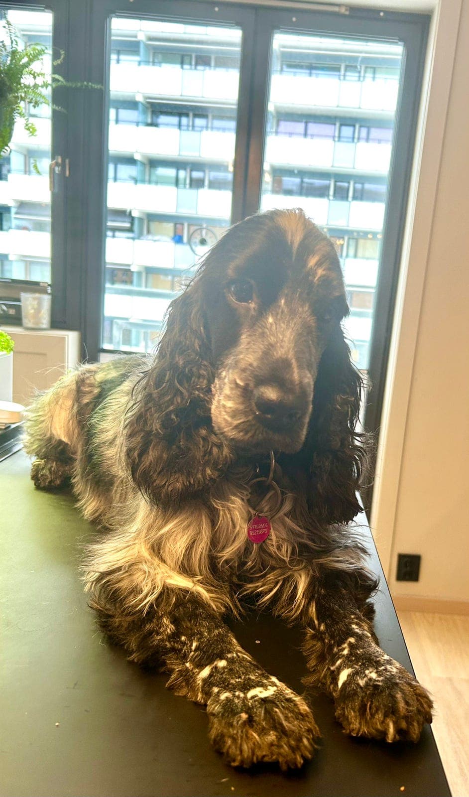 Ava cocker spaniel tispe, søt, mild og morsom