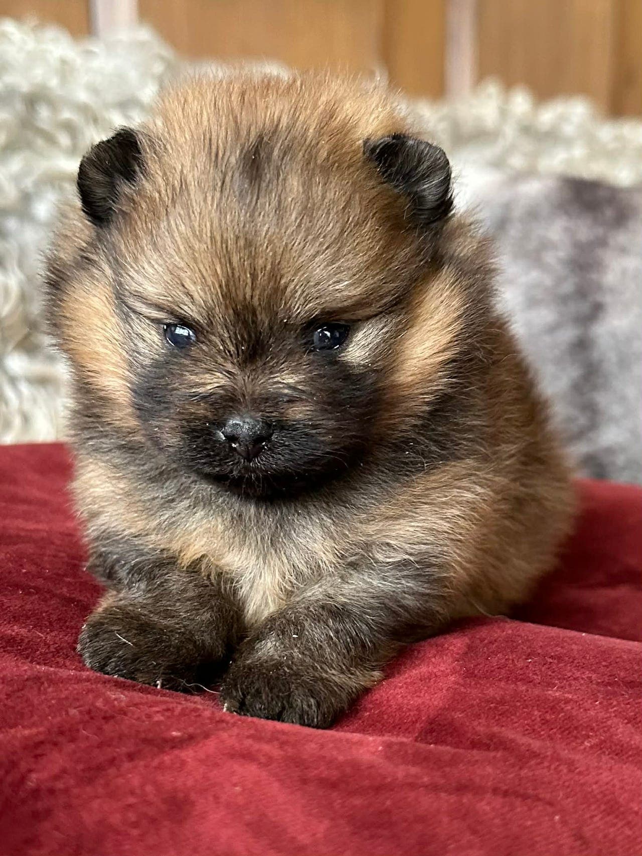 Nydelige Pomeranian Hannvalper