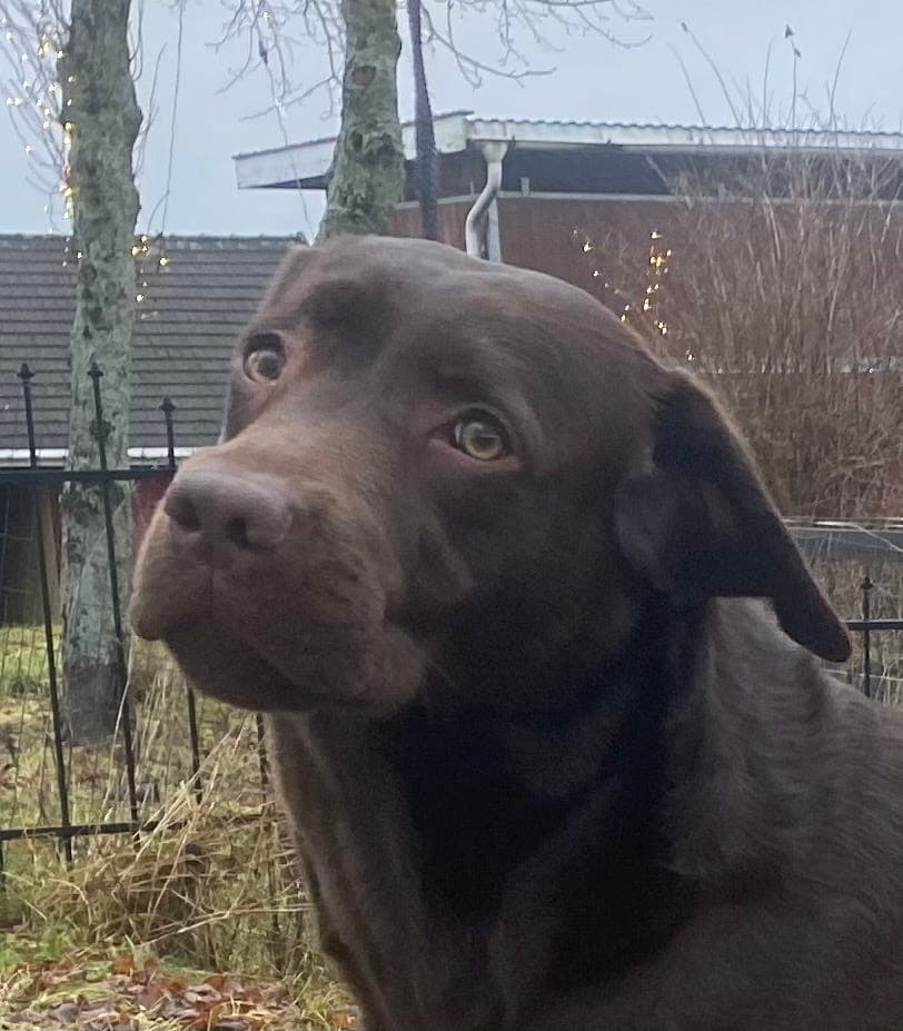 Brune renrasede labradorvalper (NKK)