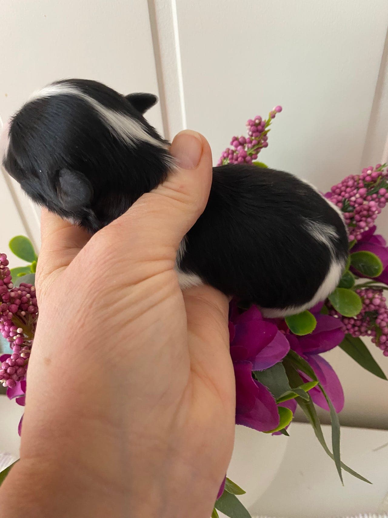 Nydelige Bichon havanais valper