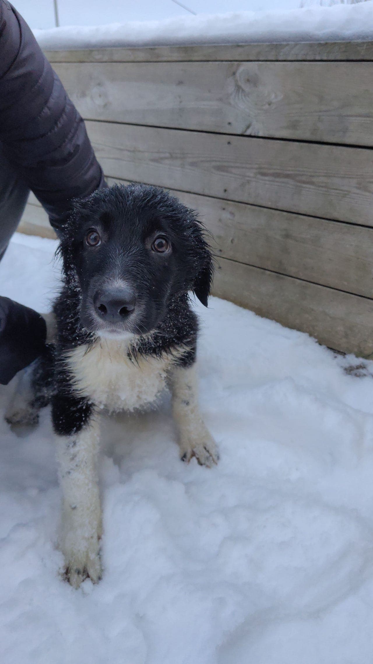 Nydelige Border Collie-valper søker sine nye hjem! ✨