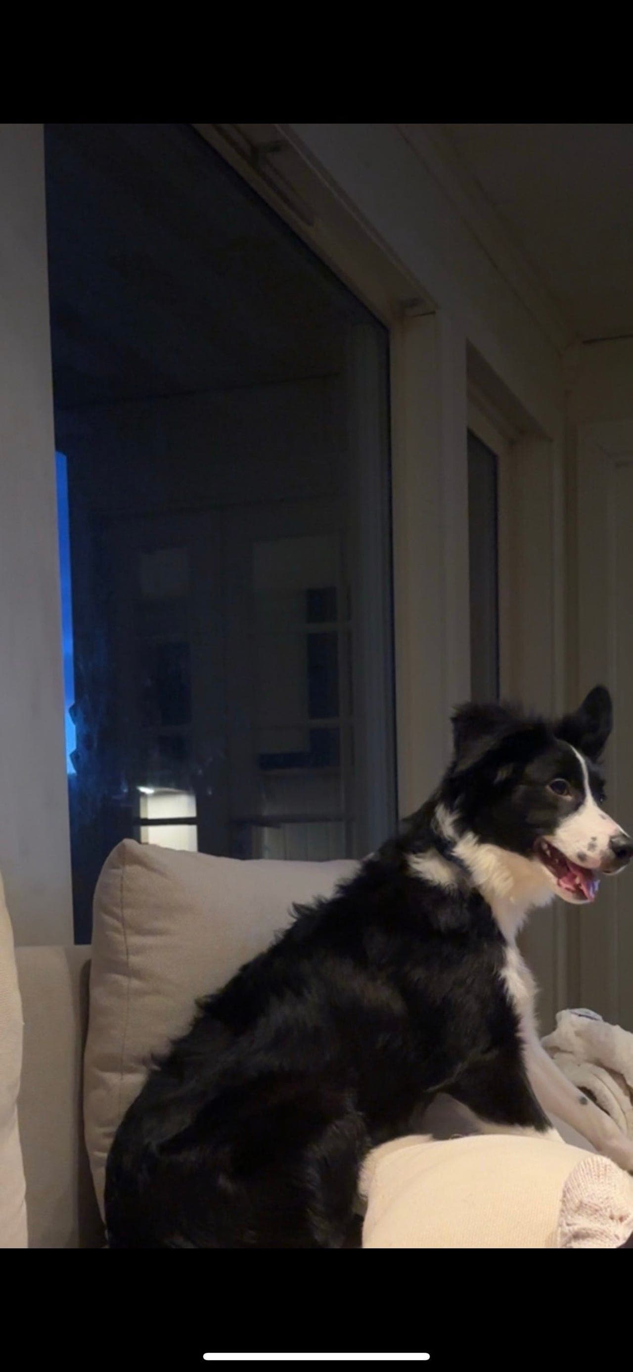 Border collie gutt (Bruno) søker nytt aktivt og kjærlig hjem