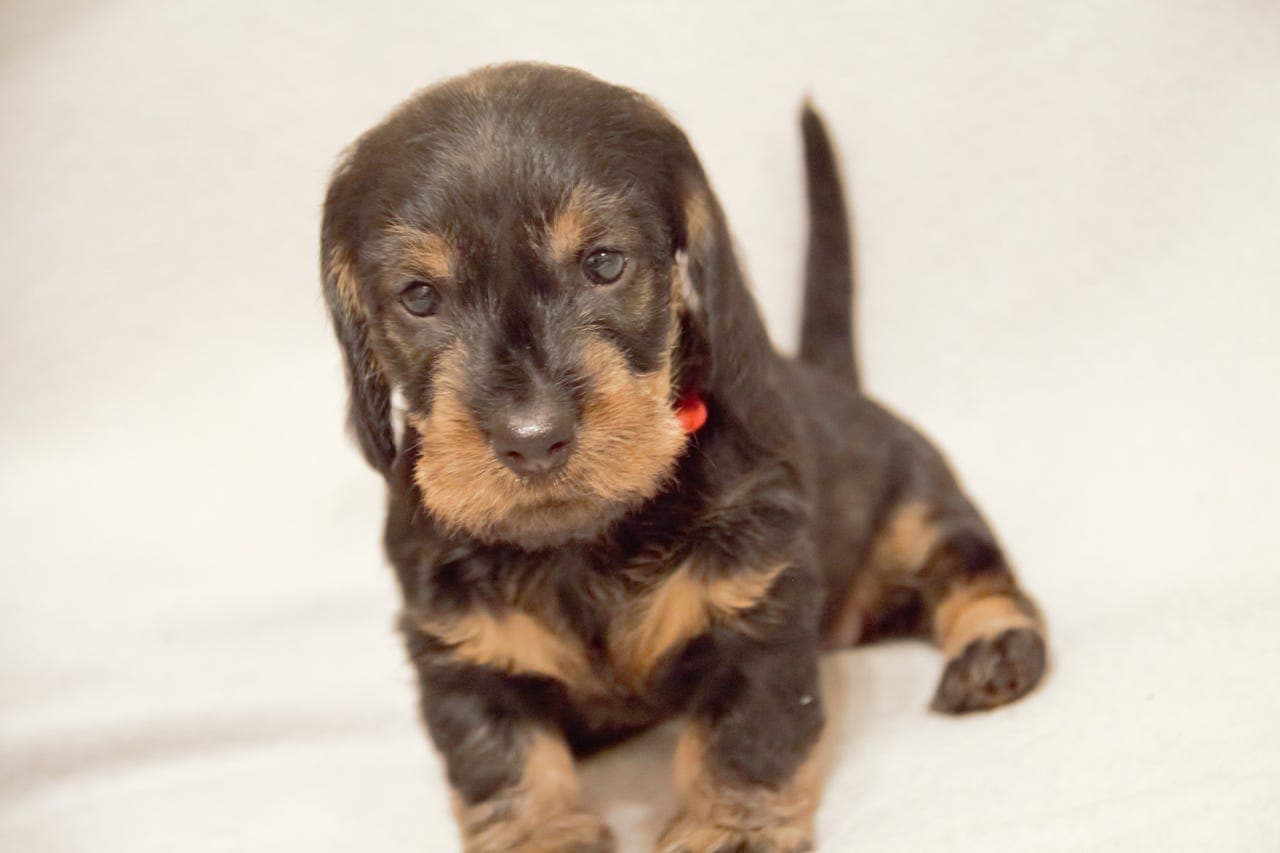 Strihåret dachshund Standard