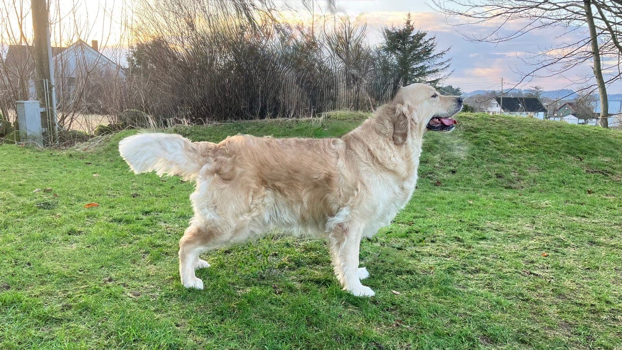 Golden Retriever valper ventes 19.03.26