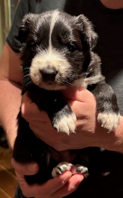 Border Collie valper selges