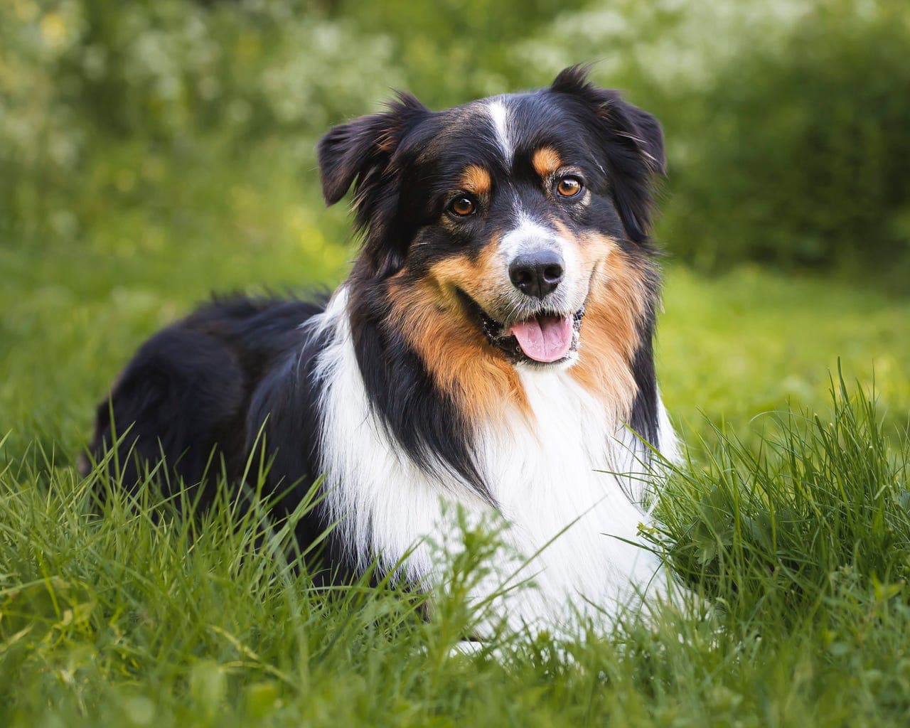 Australian Shepherd settes ut på foravtale