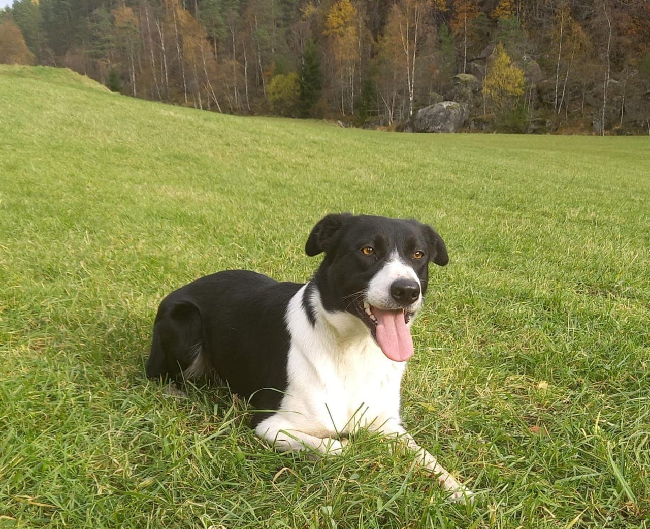 Border Collie arbeidshund