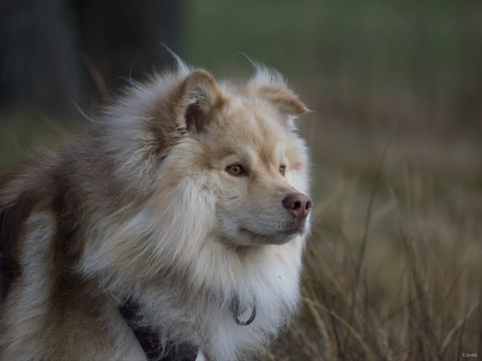 Finsk Lapphund