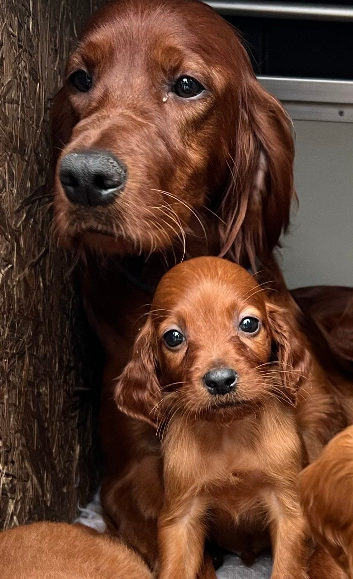 Irsk setter tispevalp !