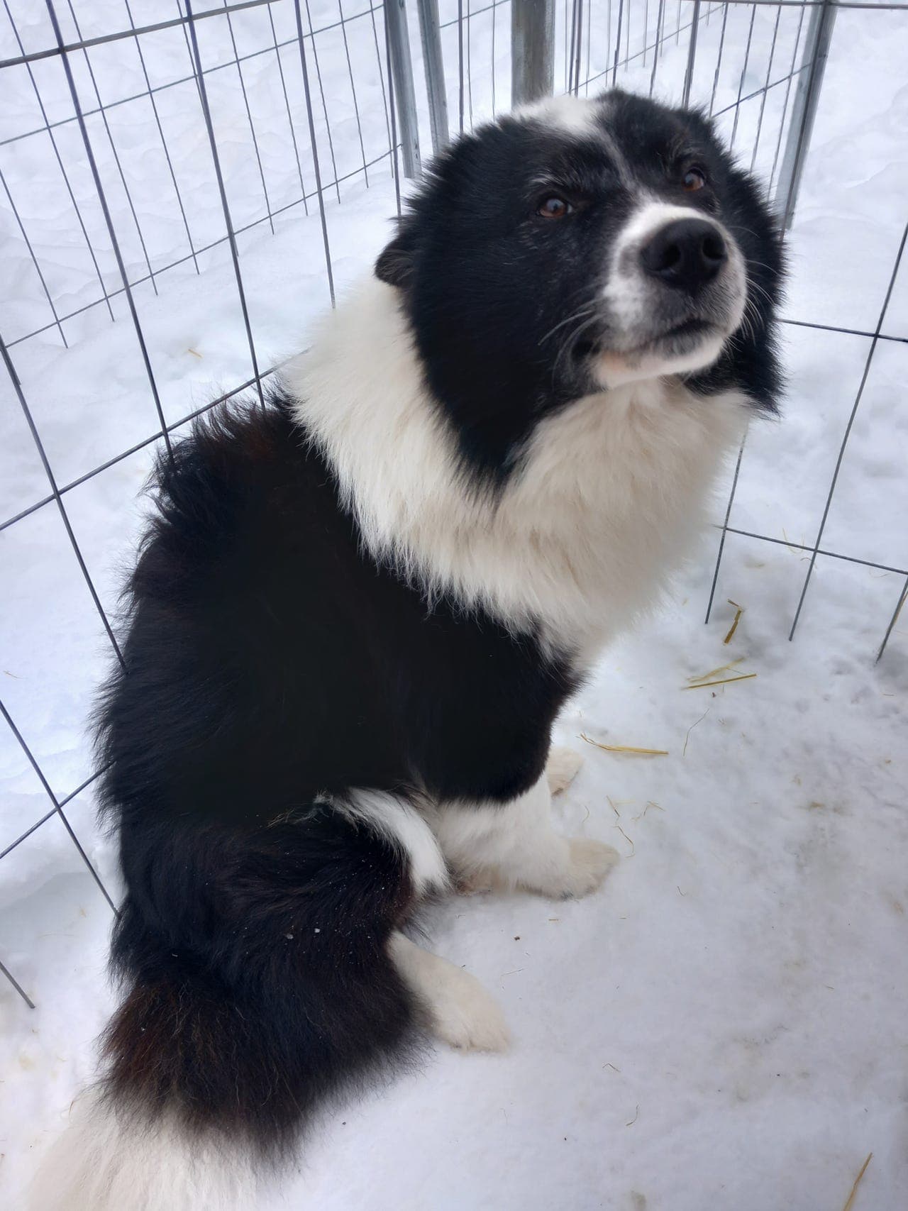 Yakutian laika hannhund