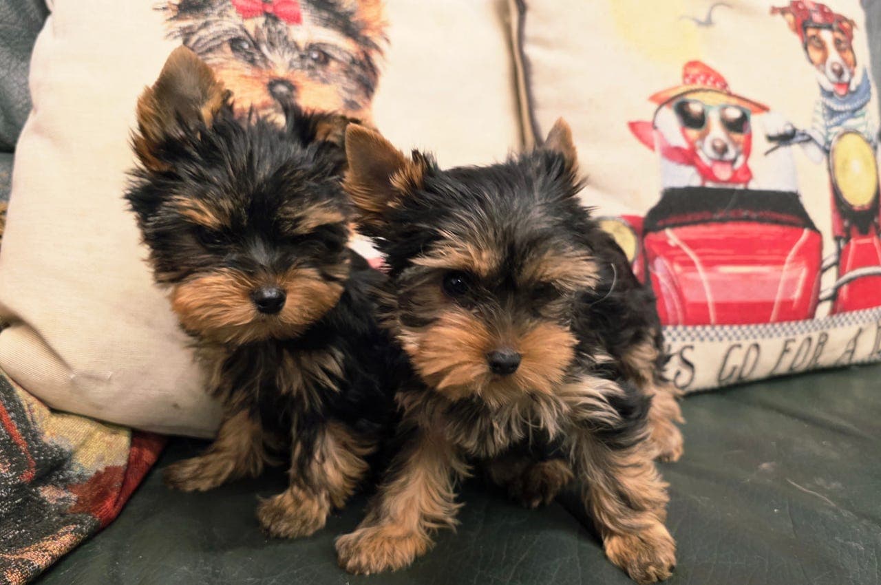 Renraset Yorkshire Terrier Gutt