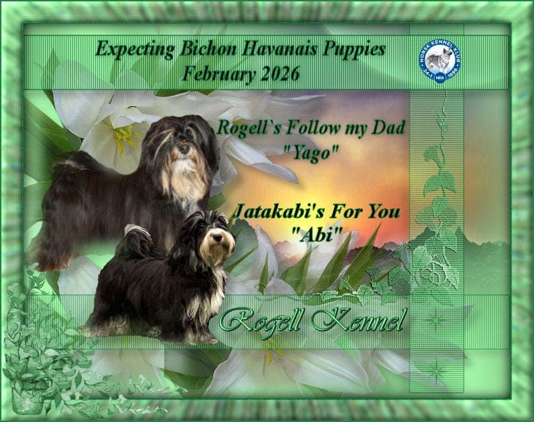 Bichon Havanais valper