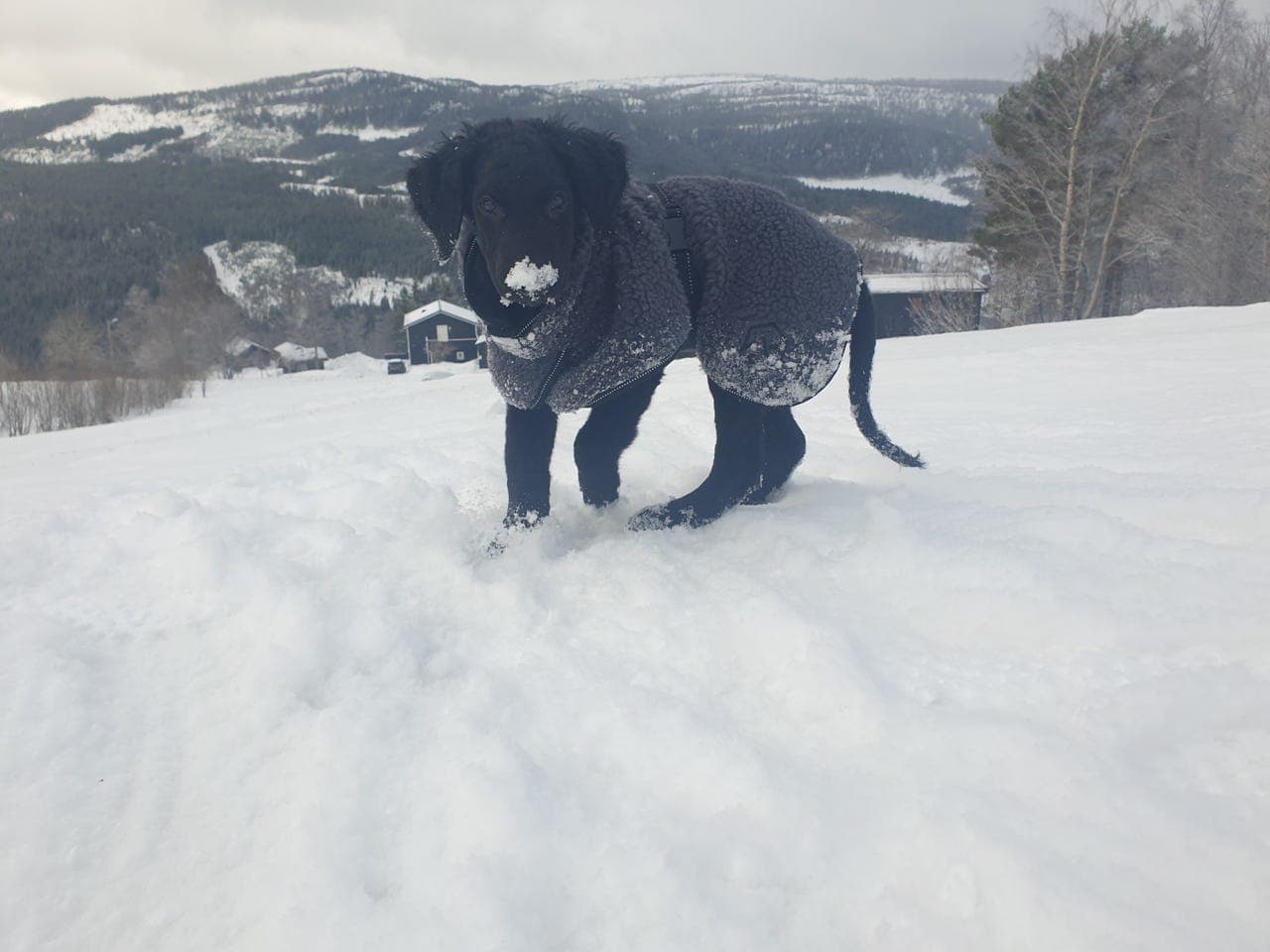 Curlygutt på fôravtale?