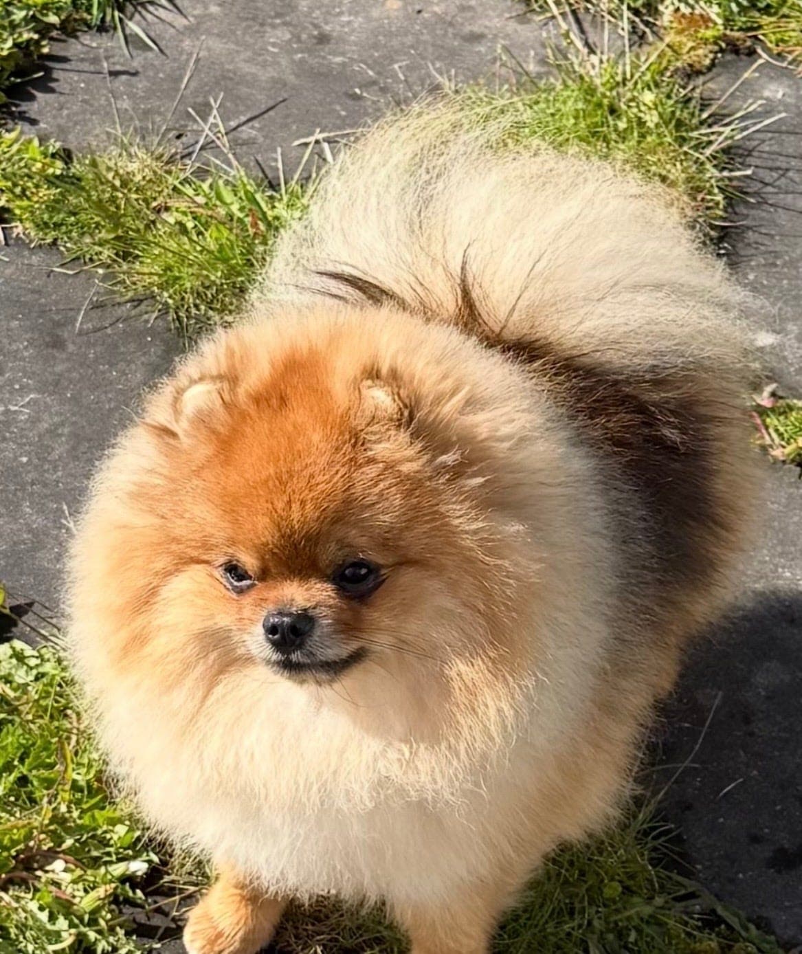 Nydelig pomeranian selges med reg. i NKK/Stamtavle