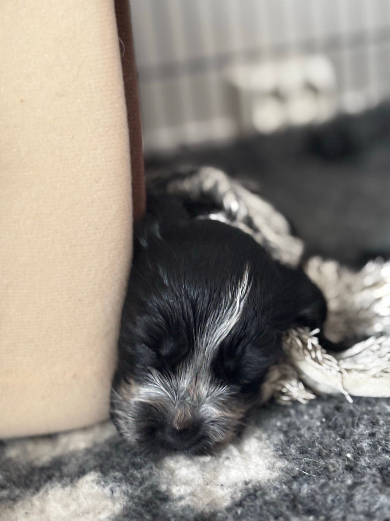 Cocker spaniel valper