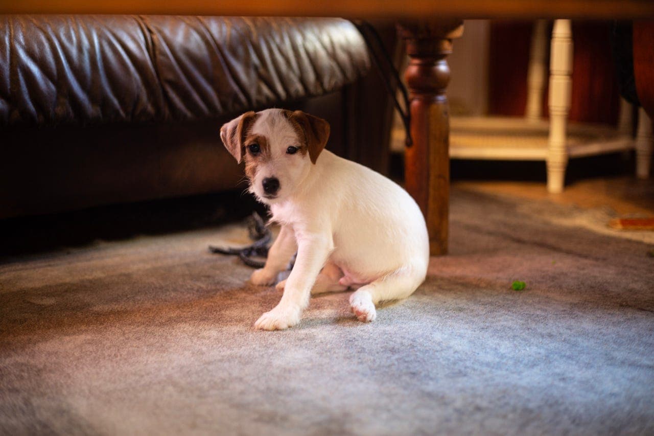 Fine Jack Russell Terrier-valper selges