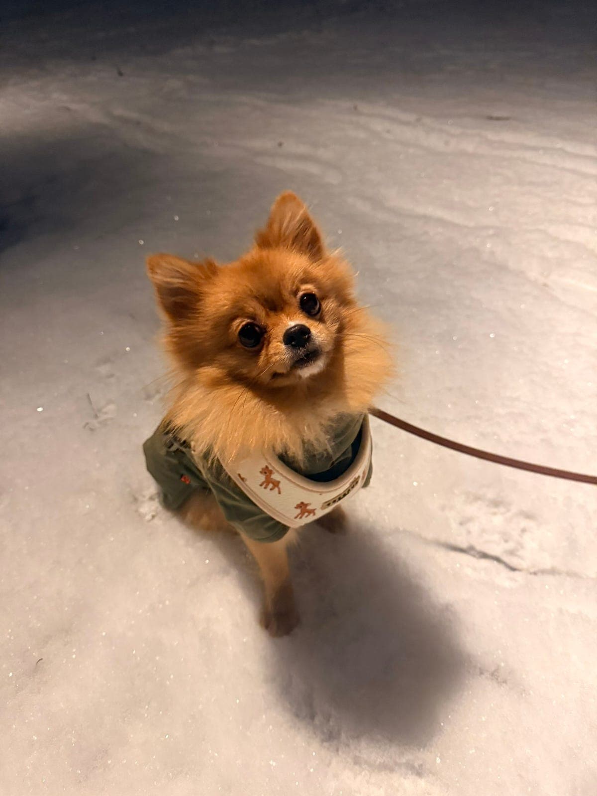 1,5 år gammel Pomeranian søker nytt hjem!