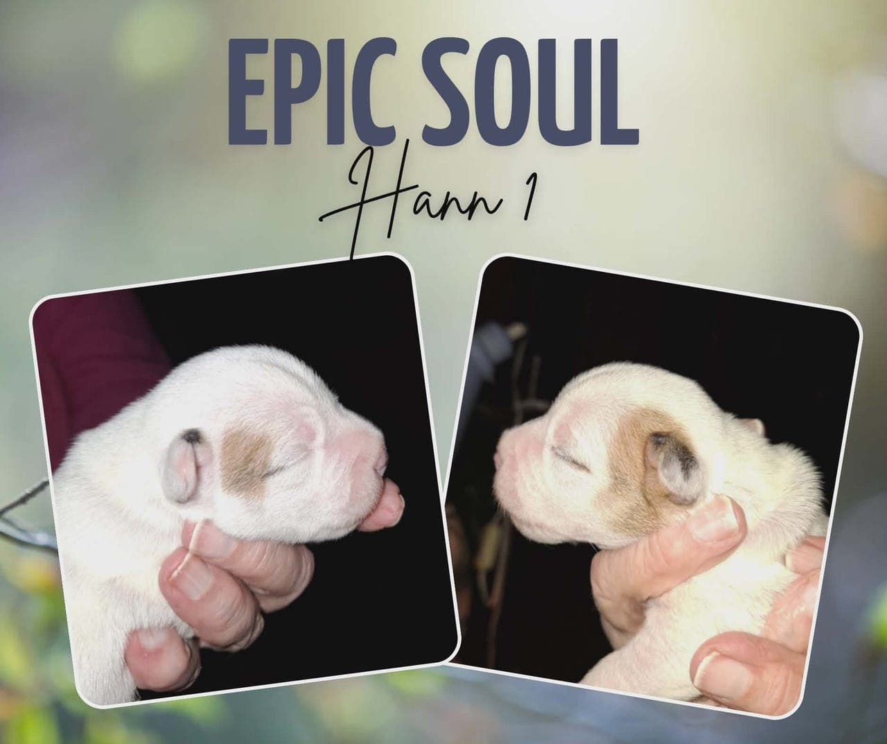 Parson Russell Terrier