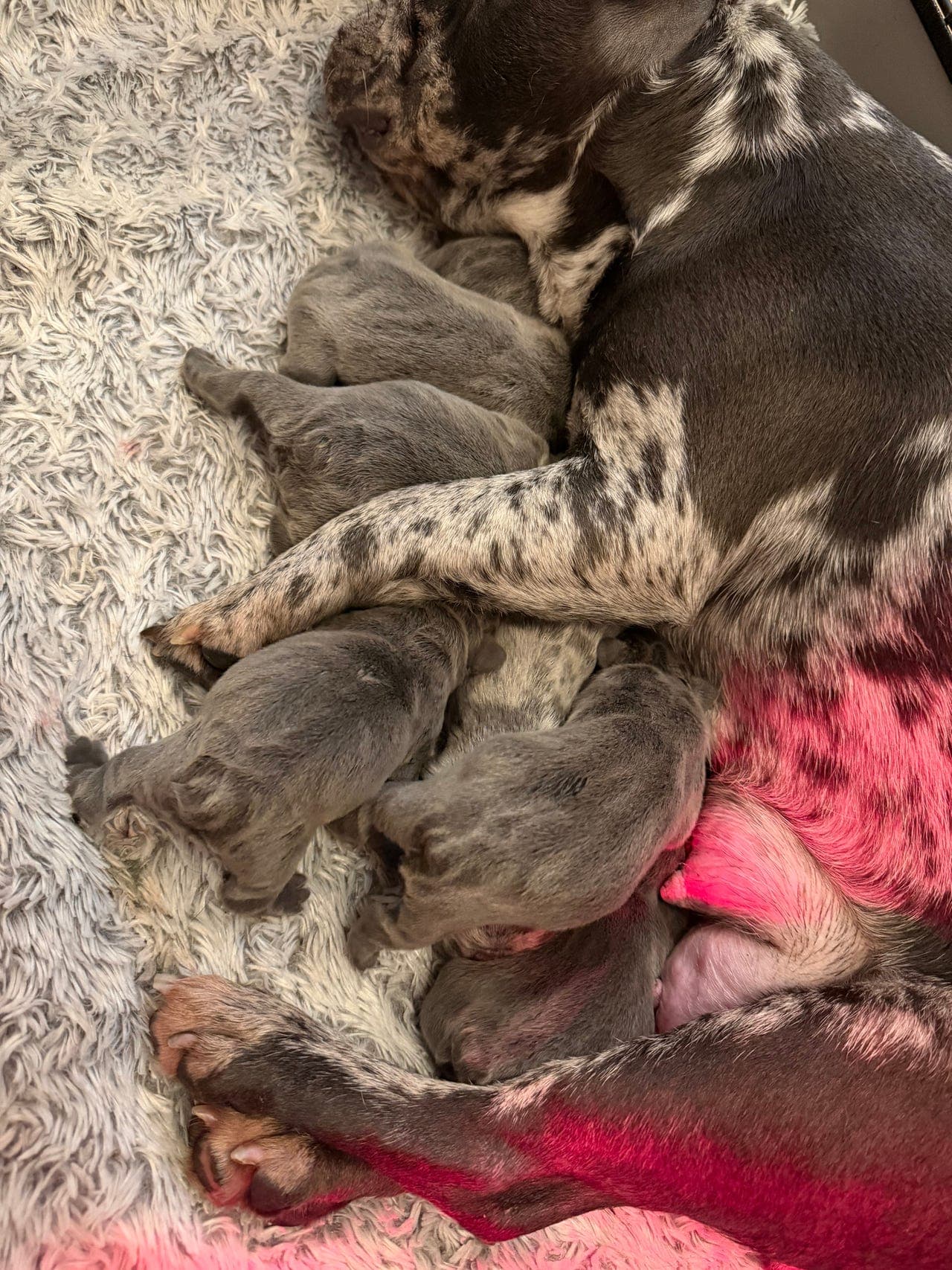 Nydelige franske bulldog-valper til salgs