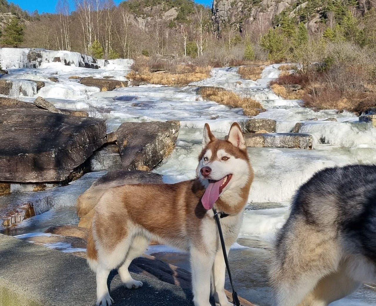 Tispehusky tilgjengelig.