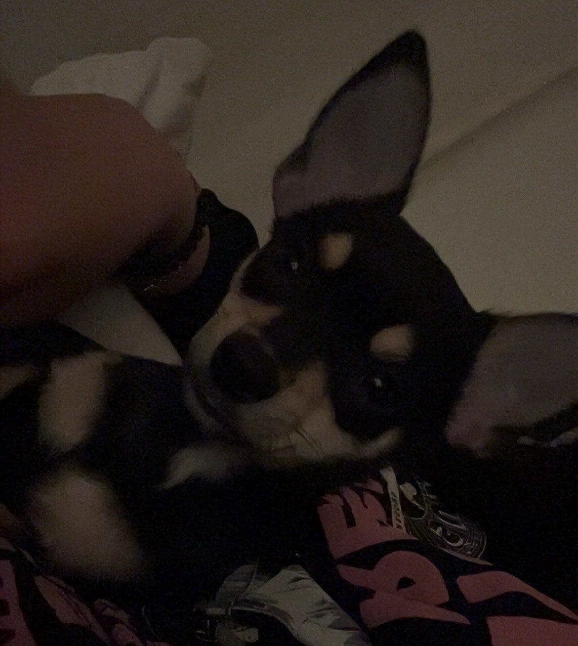 Søt liten korthåret chihuahua til salg