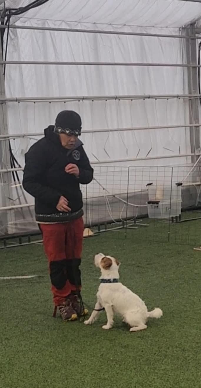 Parson Russell Terrier til Salgs