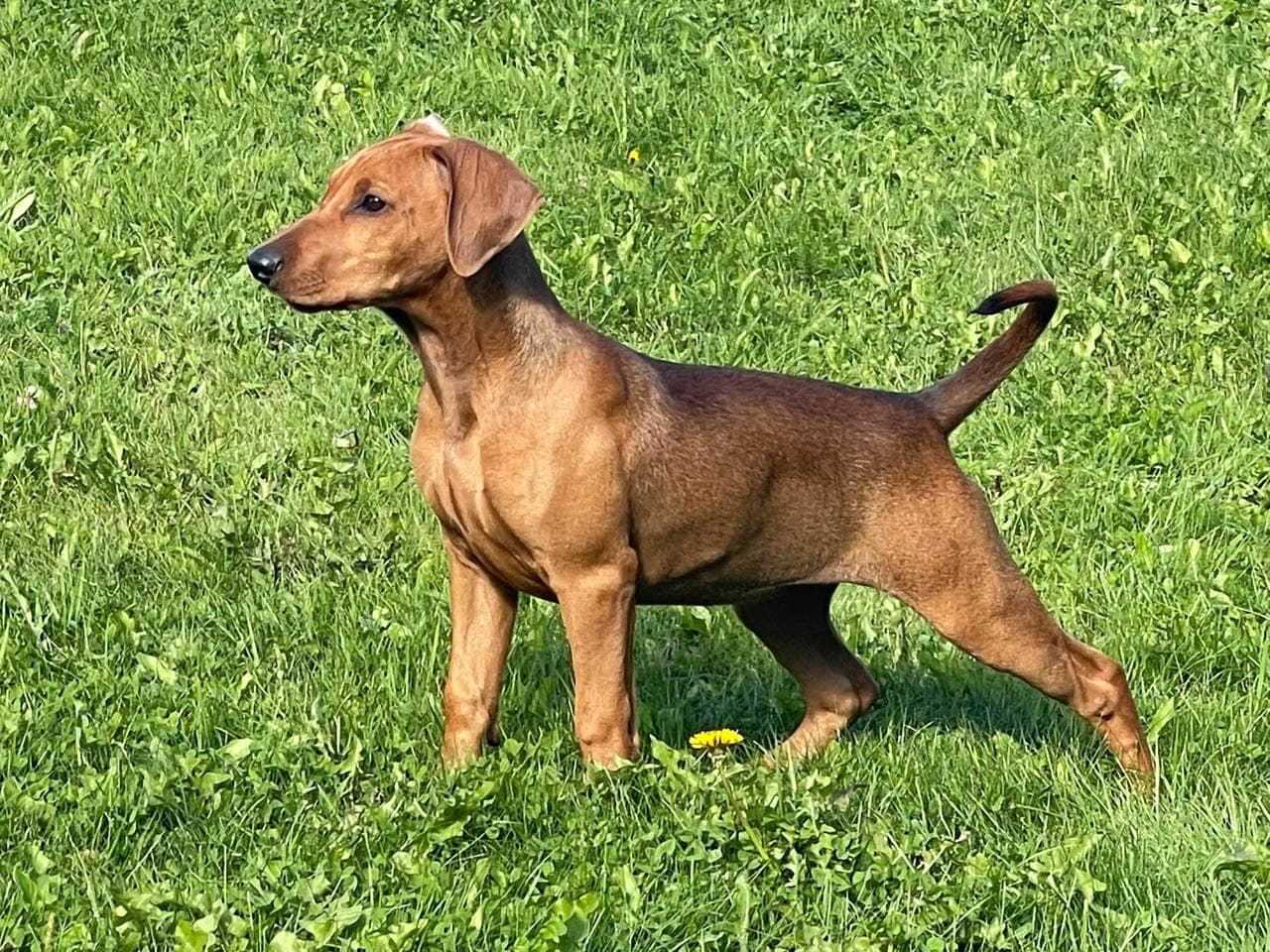Pinschervalper fra kennel Zhivarii
