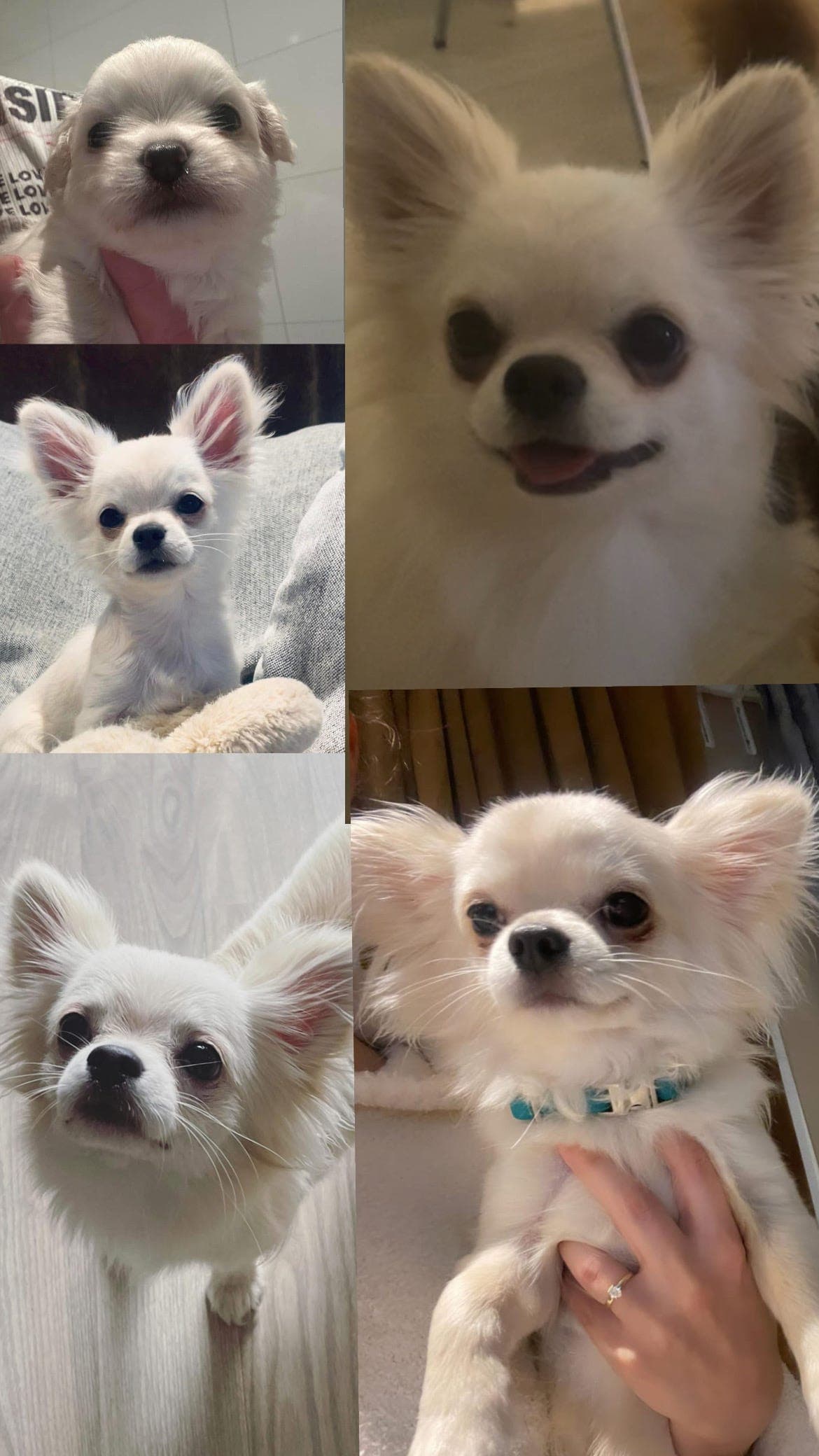 NKK - LH Chihuahua (hvit Hanne)