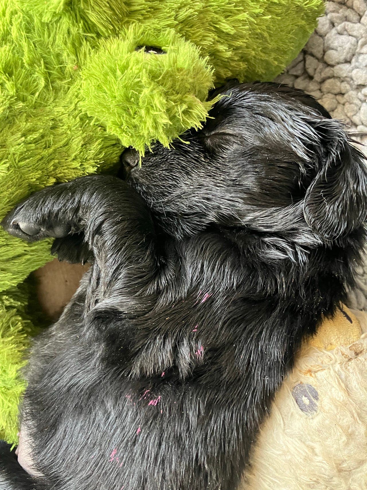 Flat coated / flatcoated retriever valper