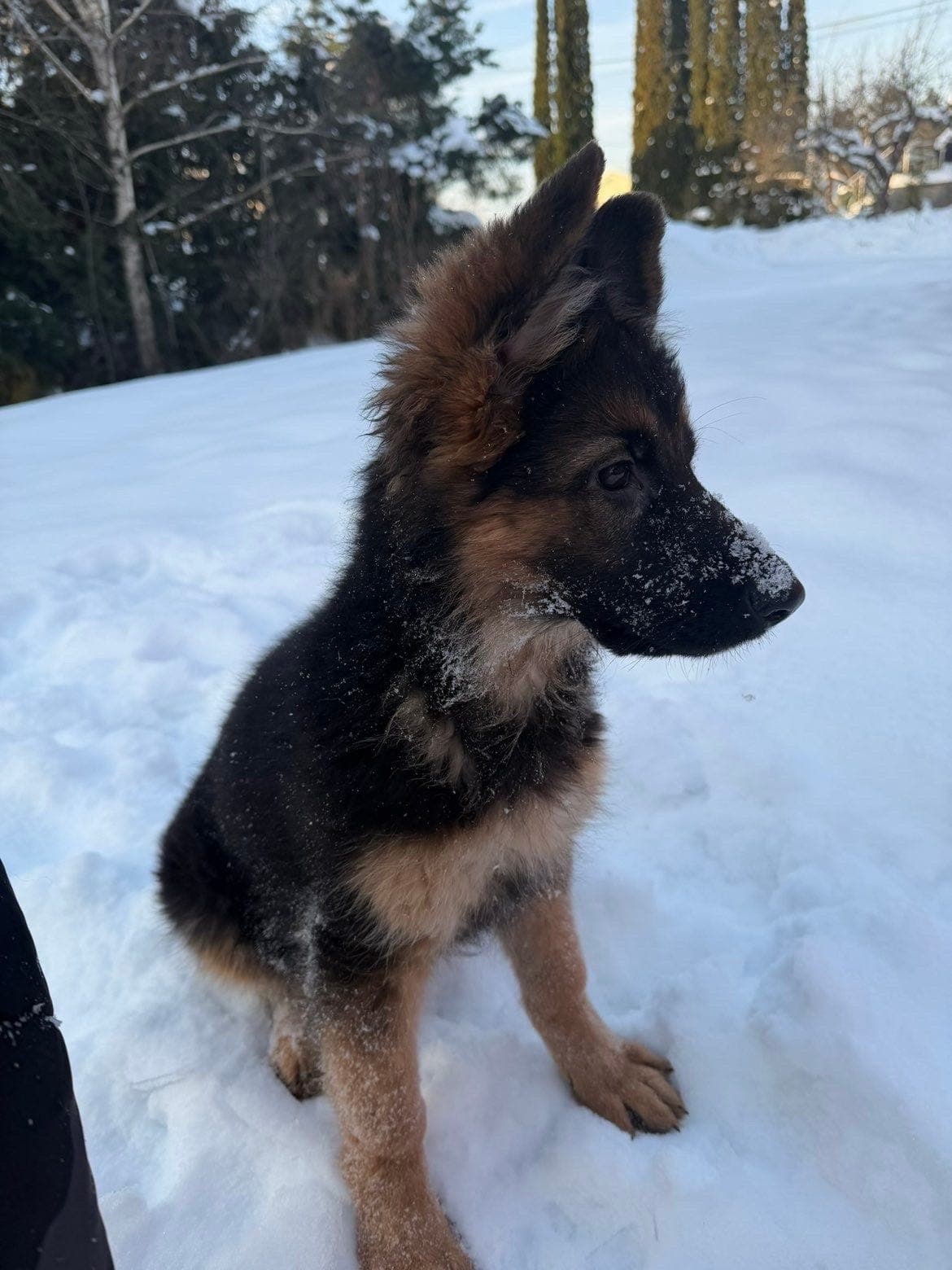 Nydelig vakker langhåret schäferhund tispe selges med tungt hjerte