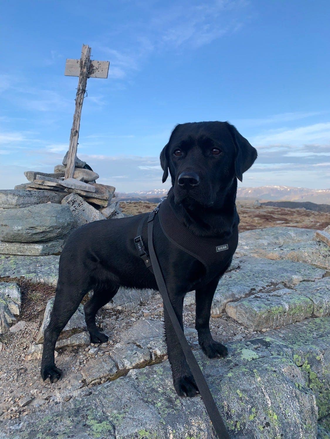 Labrador valper selges