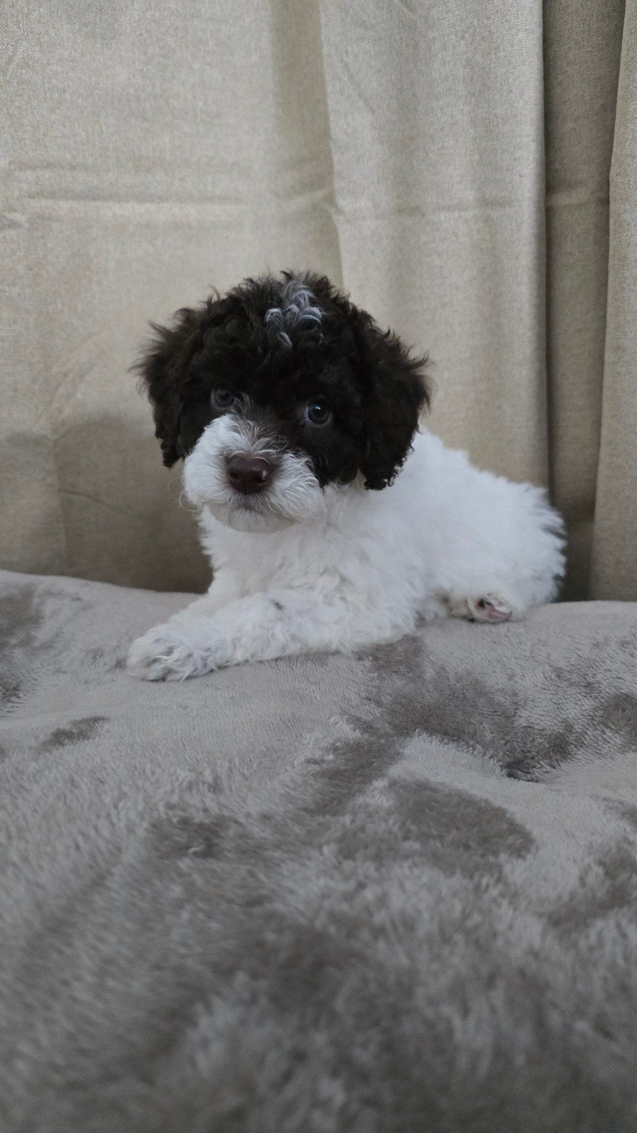 Lagotto Romagnolo TISPE leveringsklar