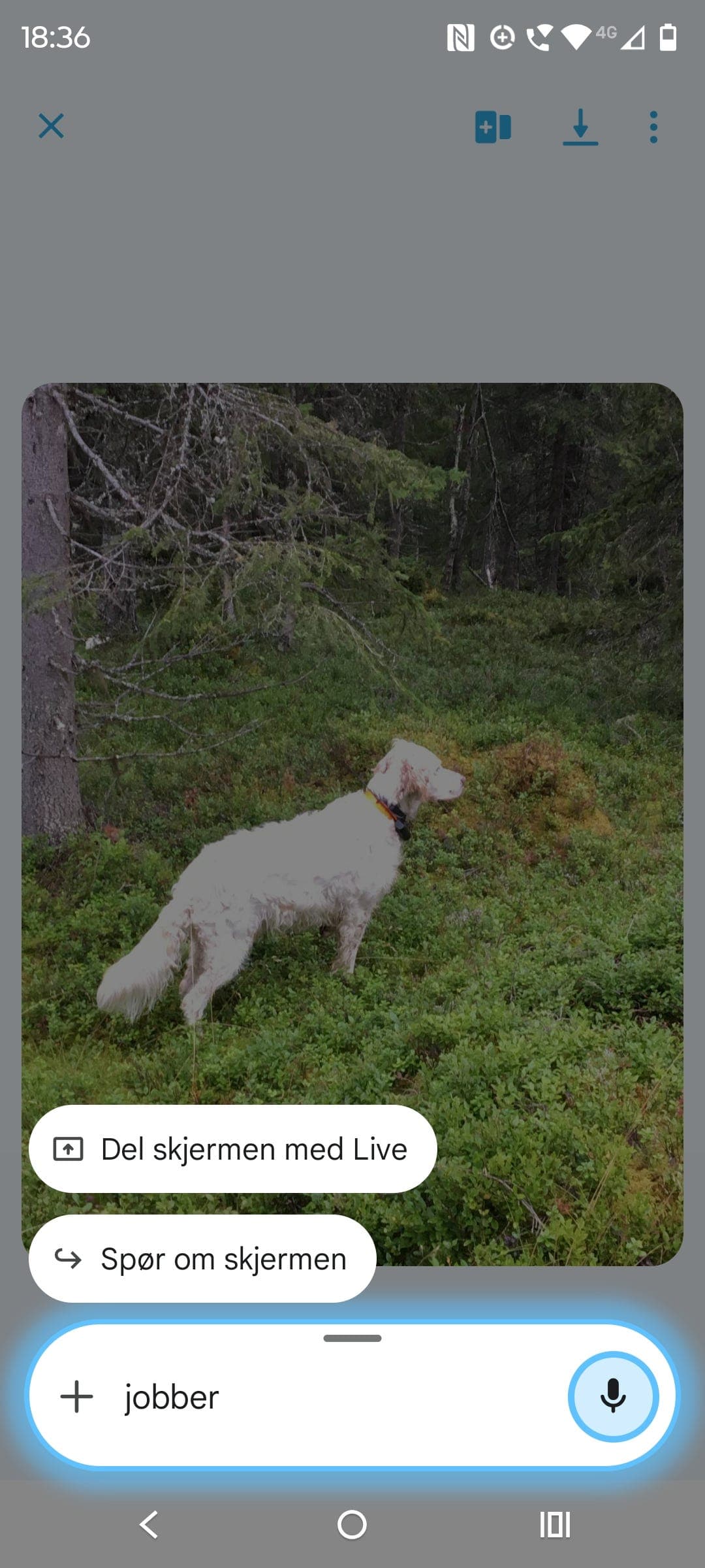 Engelsk setter valper tilsalgs født 30.01.26