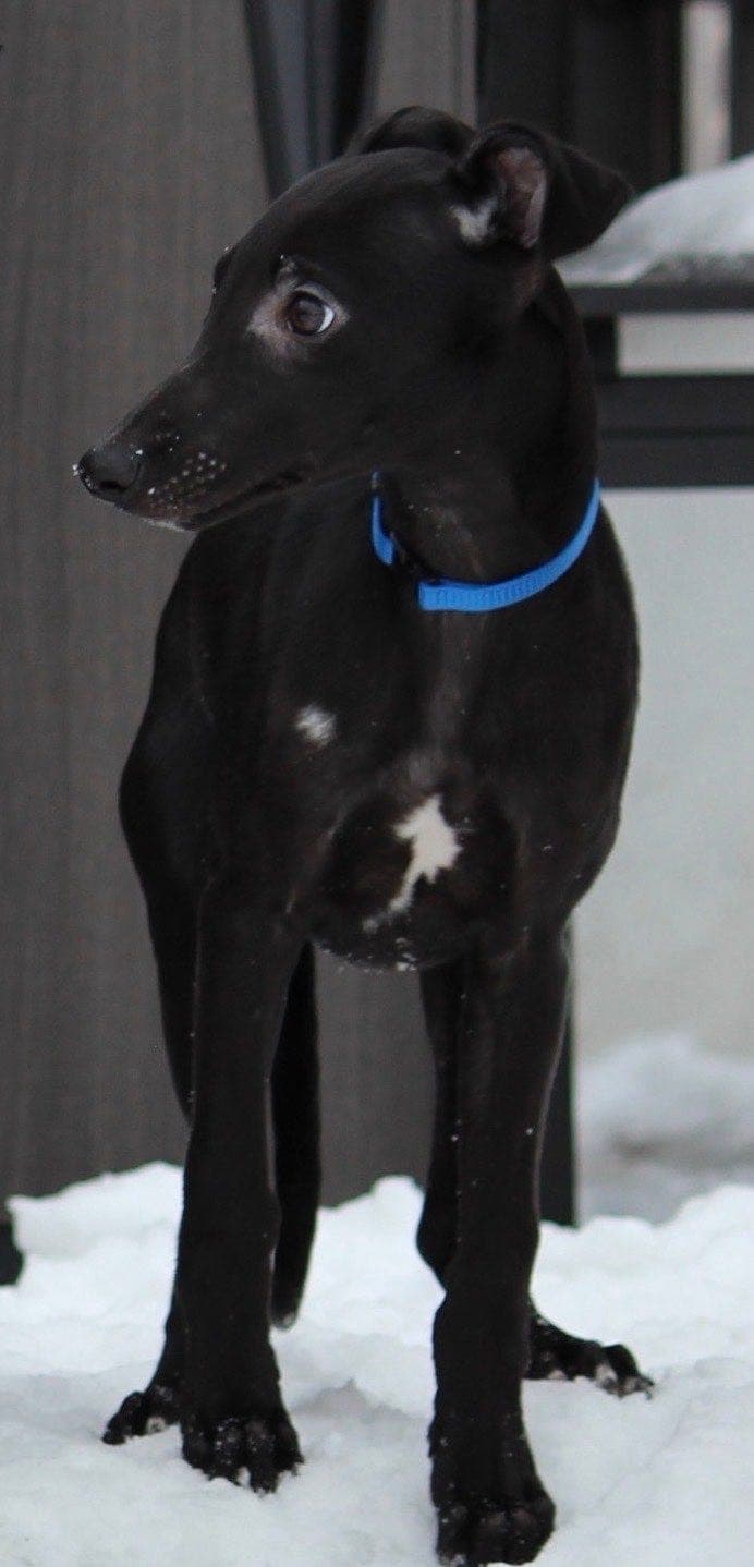 Roger Jurtappen ser etter sitt perfekte hjem