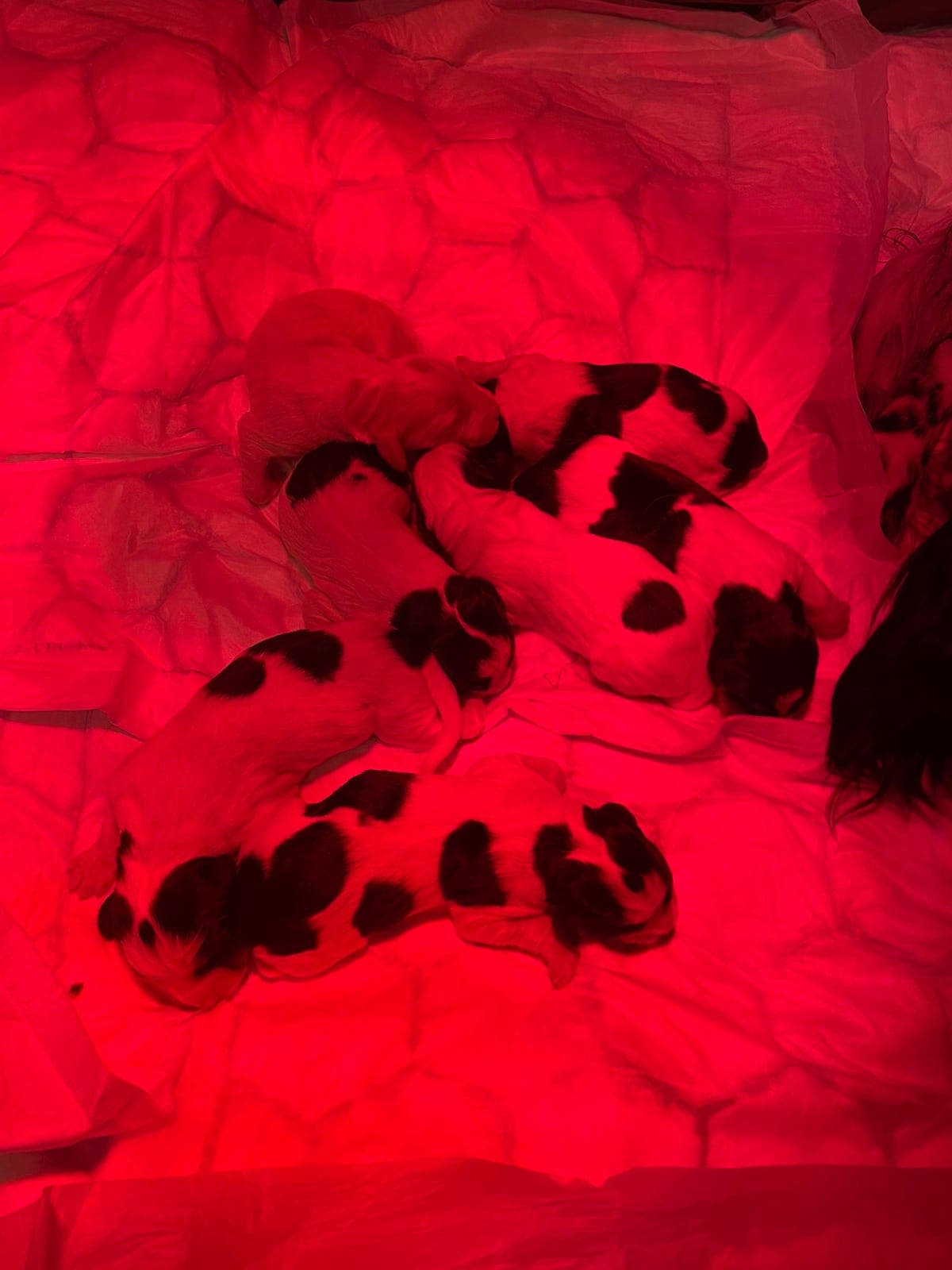 Engelsksetter valper