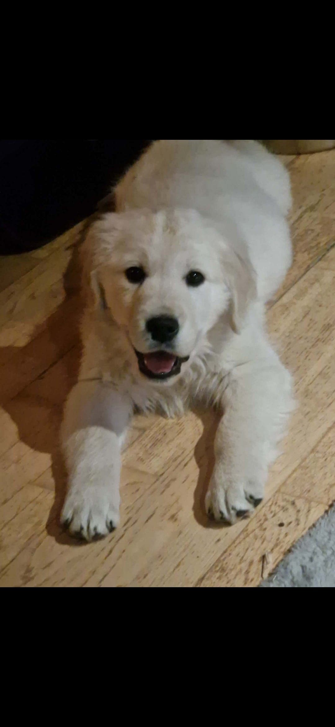 Sjarmtroll søker nytt og trygt hjem😊