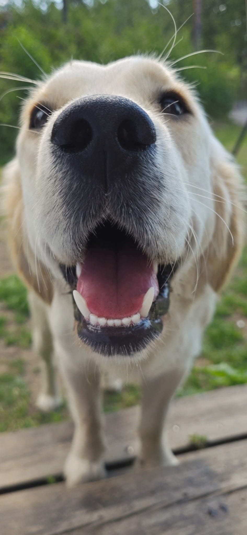 Omplassering av en kjærlig Golden Retriever – Kun til det beste hjemmet!