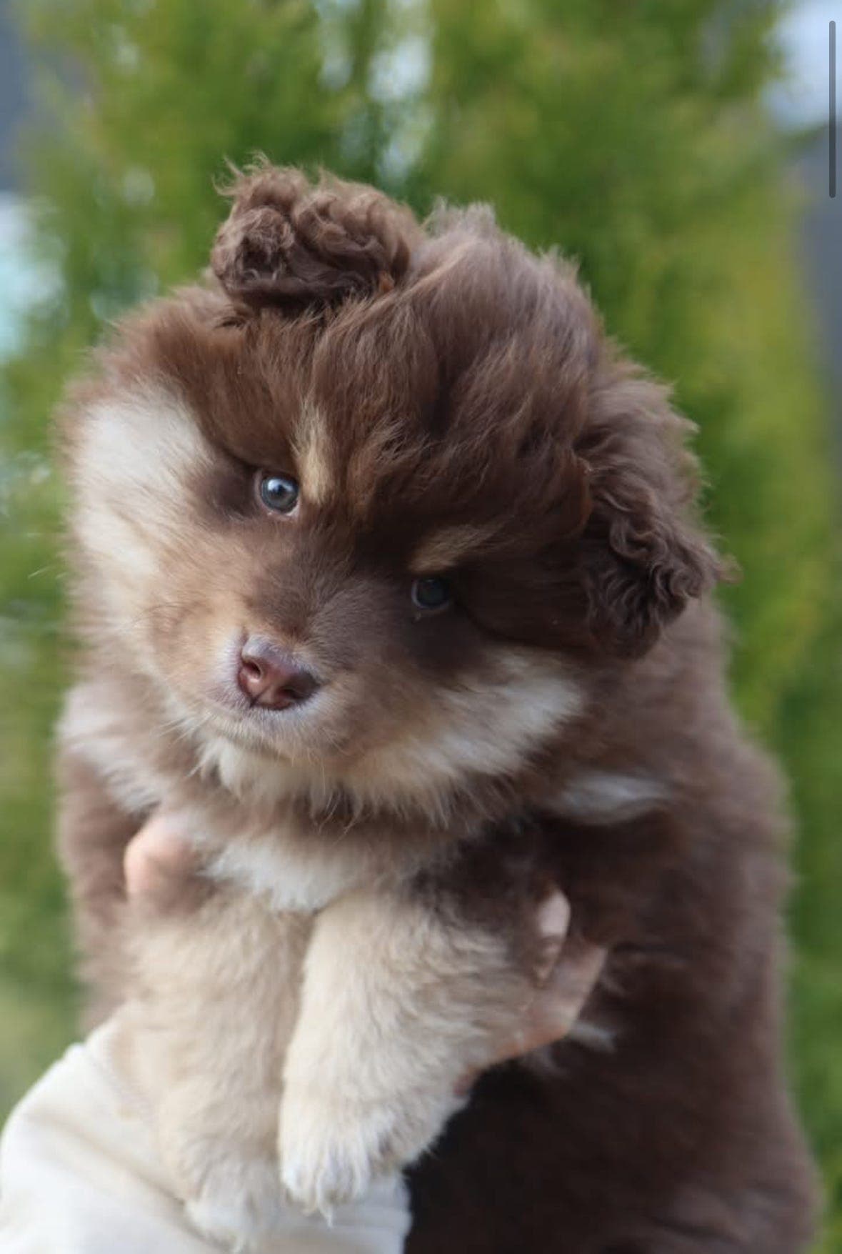 Fôrvert søkes til finsk lapphund valp