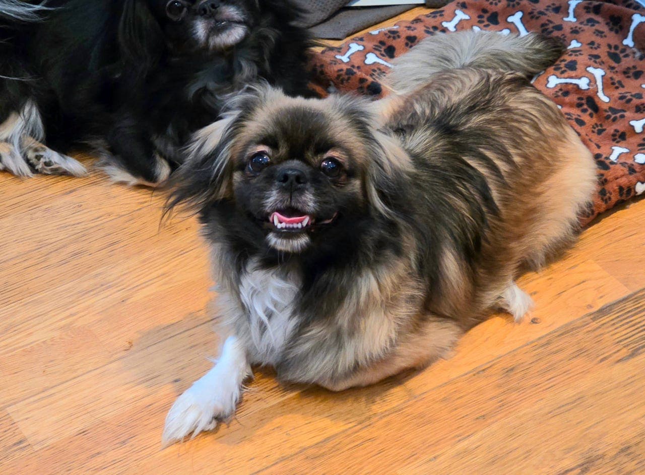 Tibetansk spaniel tispe