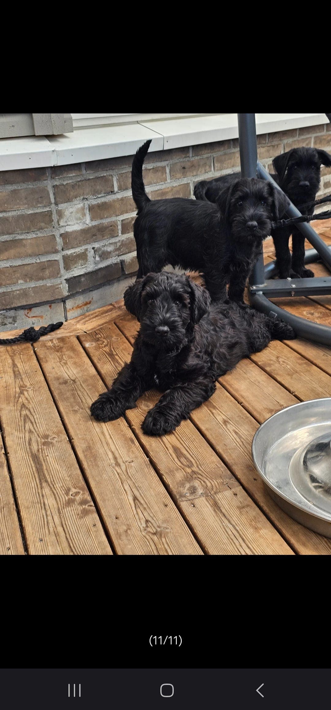 Sorte Schnauzer valper