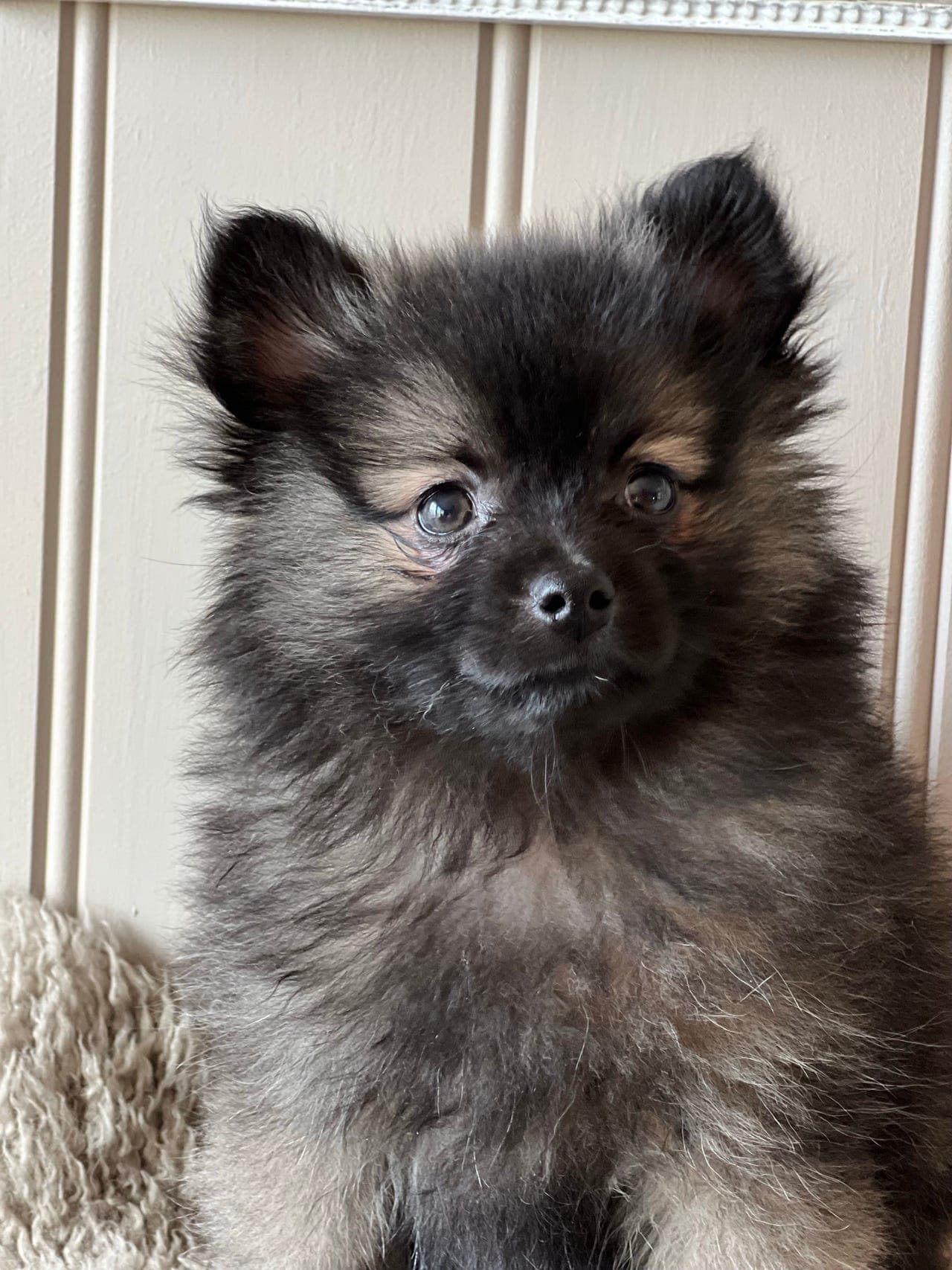 Kleinspitz hannhund leveringsklare .