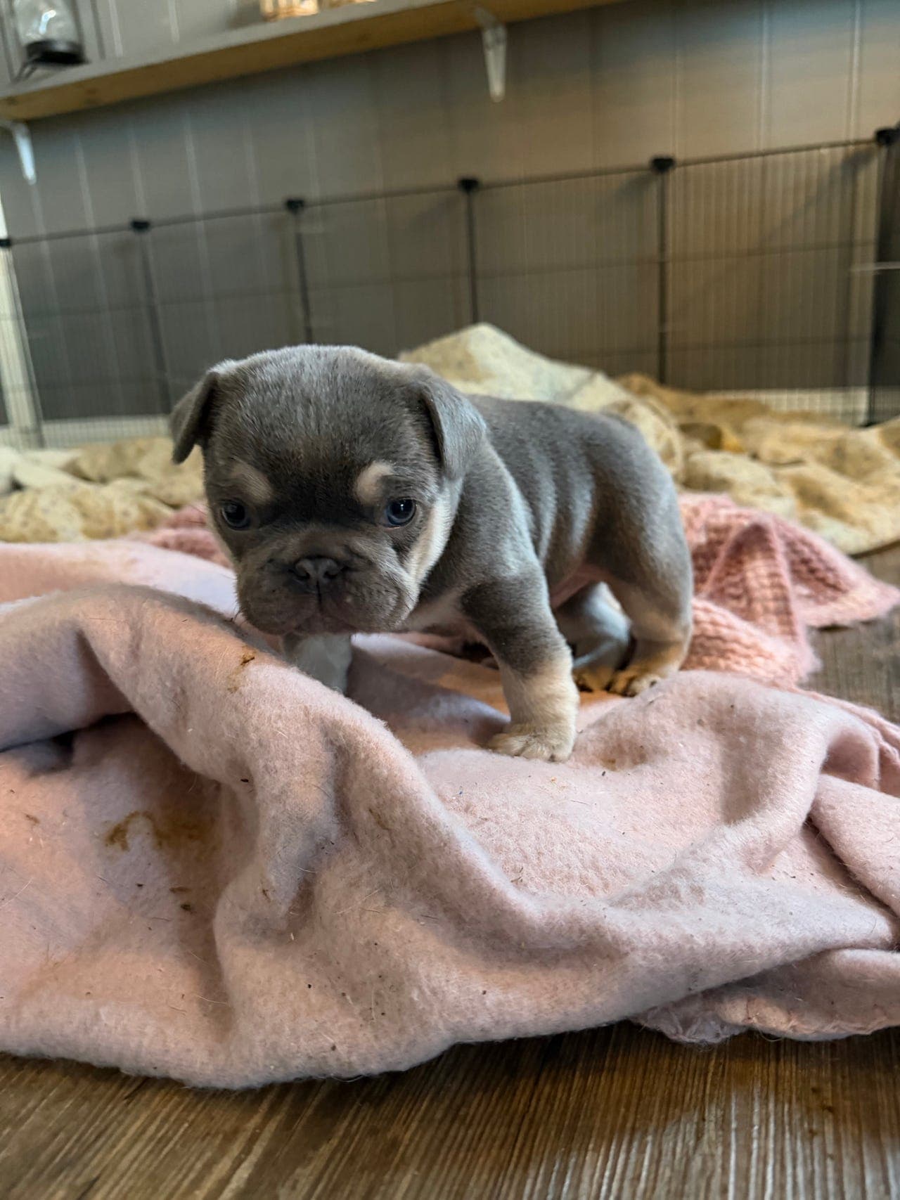 Fransk Bulldog - Nydelig drømmevalp til salgs