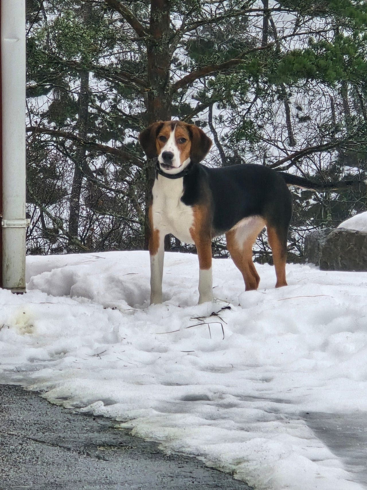 Hamiltonstøver tispe valp /unghund