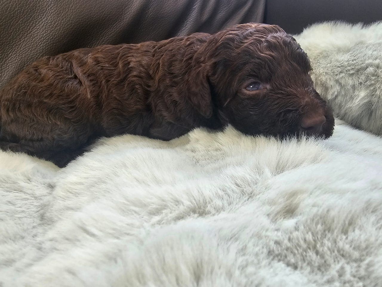 Storpuddel/kongepuddel valper