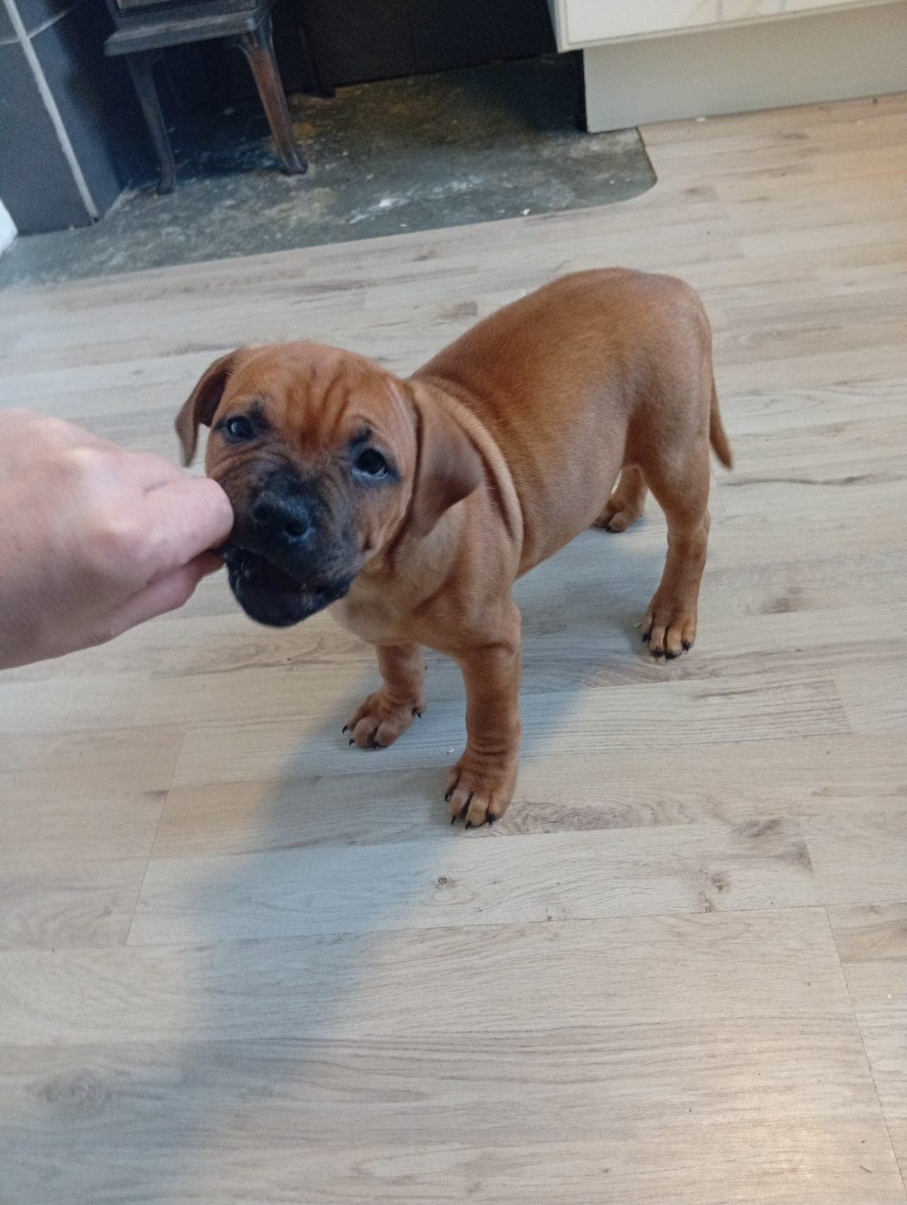 Stafershire bullterjer