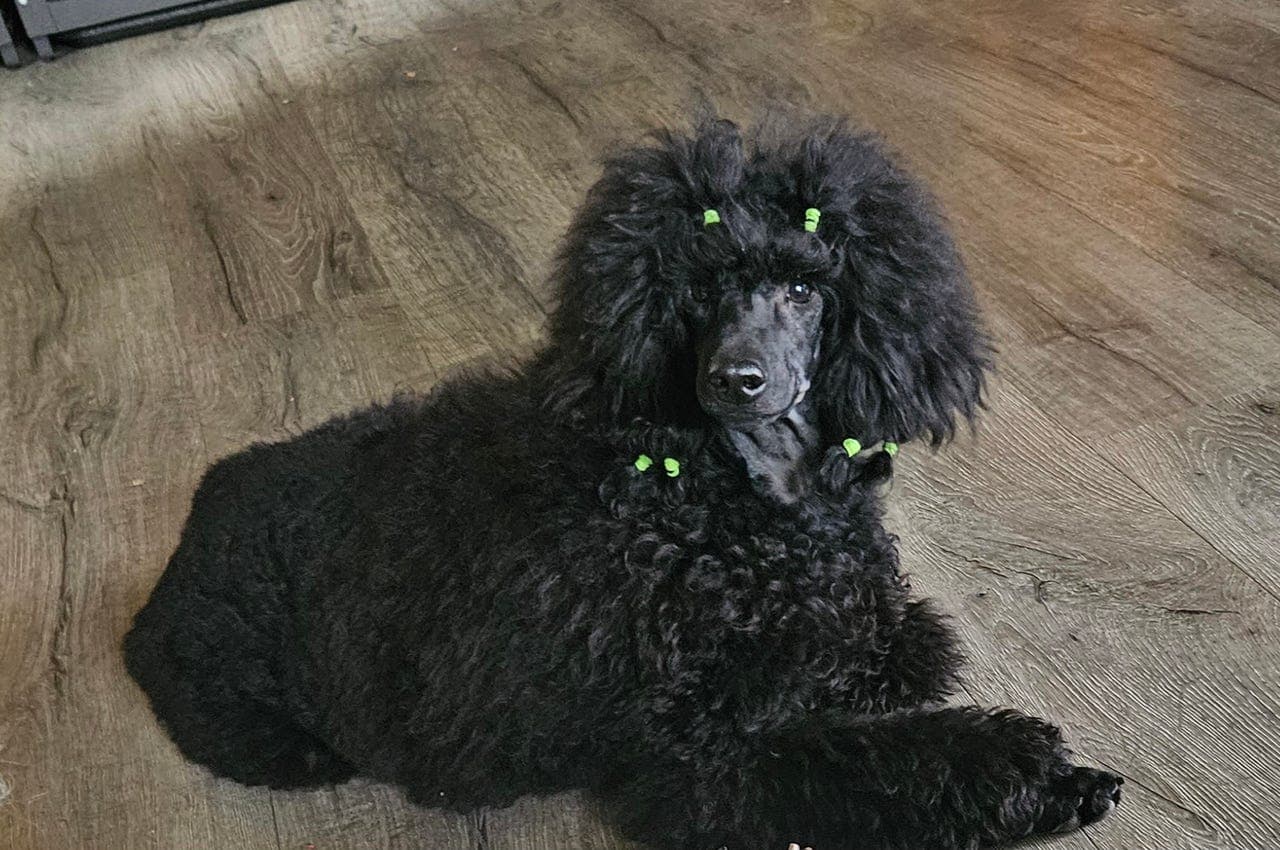 Forvert til mellompuddel .