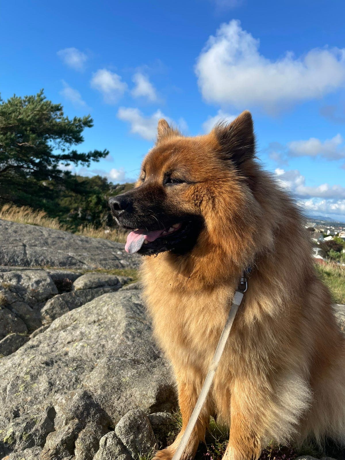 Sjarmerende Eurasier søker deltidsfamilie 💛